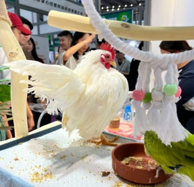 宠物3.jpg